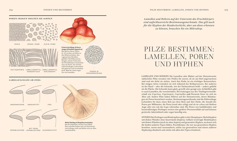Pilze | Hochwertig illustriertes Sachbuch für Pilzliebhaber