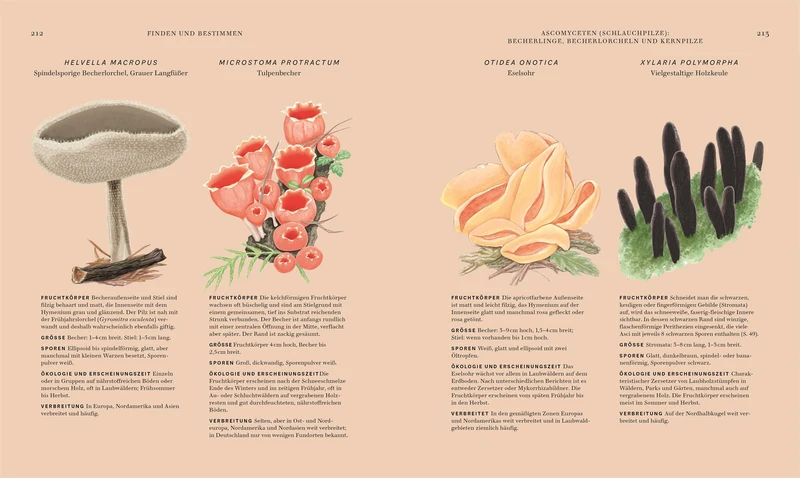 Pilze | Hochwertig illustriertes Sachbuch für Pilzliebhaber