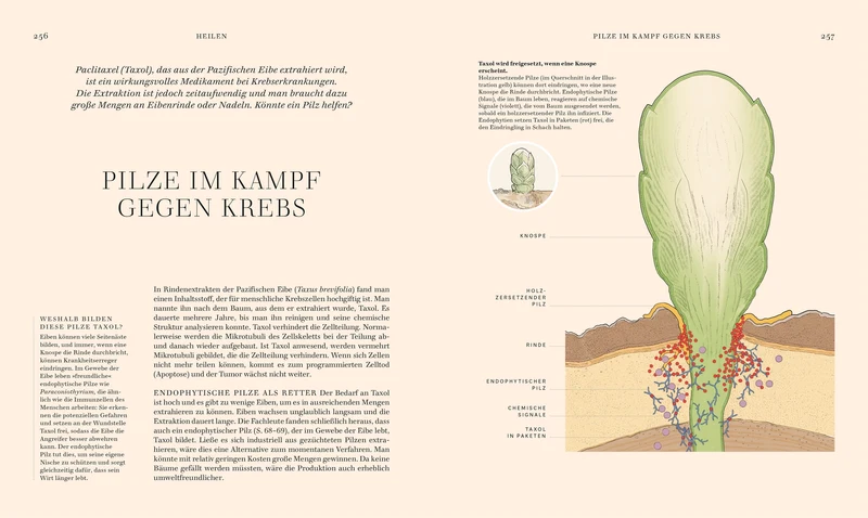 Pilze | Hochwertig illustriertes Sachbuch für Pilzliebhaber