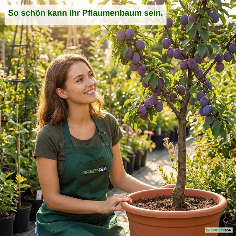 Pflaumenbaum-Dünger – Prunus domestica NPK Flüssigdünger 250ml für kräftige Blätter, Blüten und Früchte 250 ml