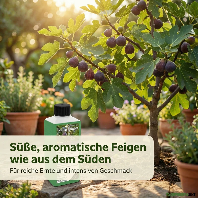 Feigen-Dünger