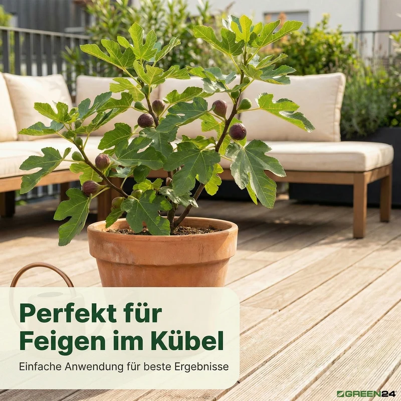 Feigen-Dünger