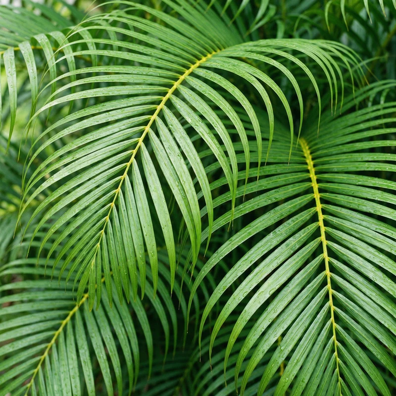 Goldfruchtpalme Dünger – HIGH-TECH NPK Flüssigdünger für Dypsis lutescens, Areca-Palme & Goldpalme – Perfekt für üppiges Wachstum & sattgrüne Wedel – Made in Germany