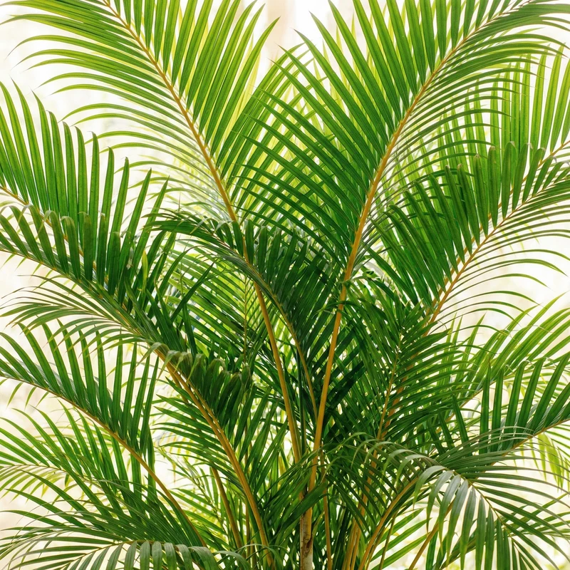 Goldfruchtpalme Dünger – HIGH-TECH NPK Flüssigdünger für Dypsis lutescens, Areca-Palme & Goldpalme – Perfekt für üppiges Wachstum & sattgrüne Wedel – Made in Germany