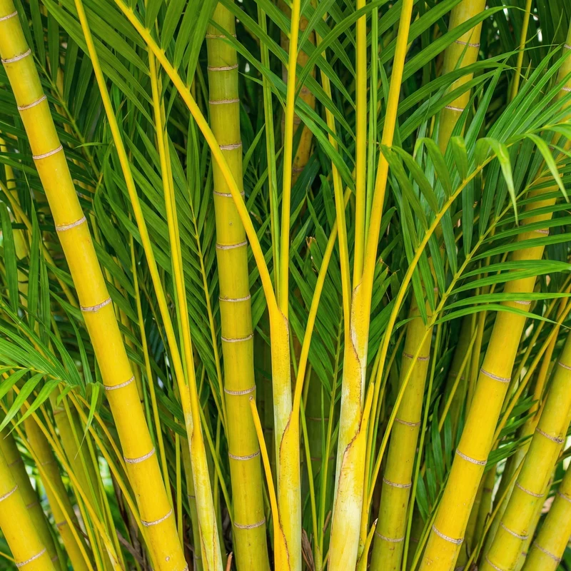 Goldfruchtpalme Dünger – HIGH-TECH NPK Flüssigdünger für Dypsis lutescens, Areca-Palme & Goldpalme – Perfekt für üppiges Wachstum & sattgrüne Wedel – Made in Germany