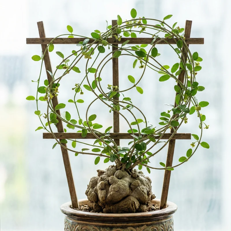 Caudex Dünger – Spezial-Flüssigdünger für Commiphora, Operculicarya, Fockea & alle Caudex-Pflanzen