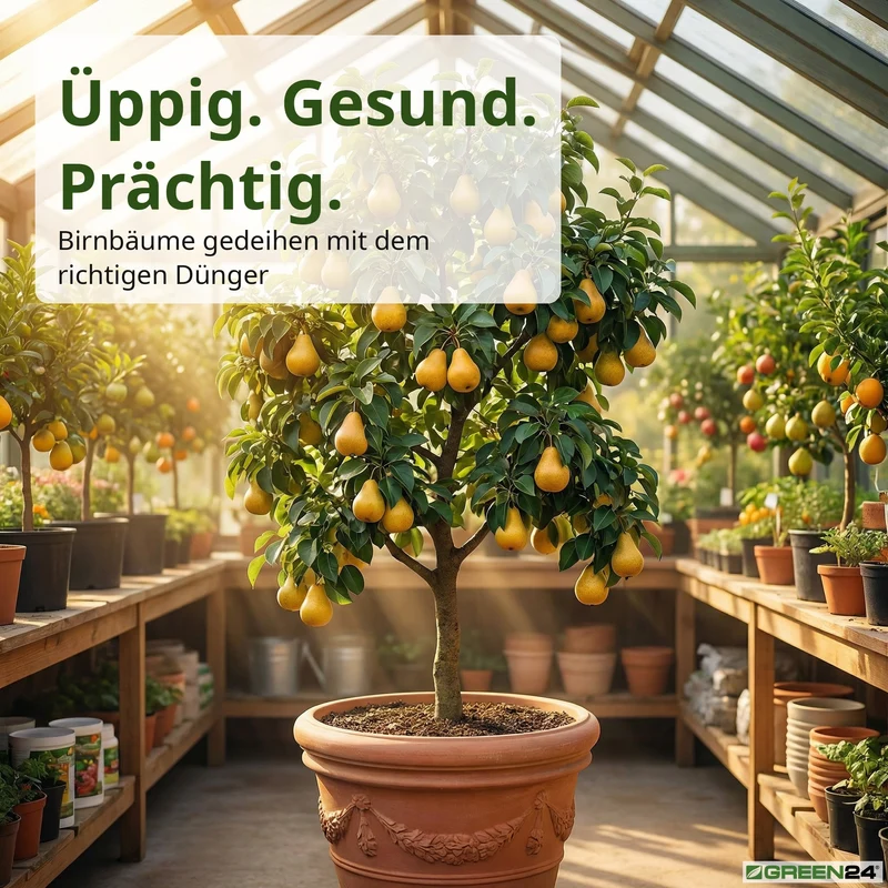 Birnbaum-Dünger, Pyrus communis NPK Flüssigdünger für robusten Wuchs und reichhaltige Ernte 250 ml