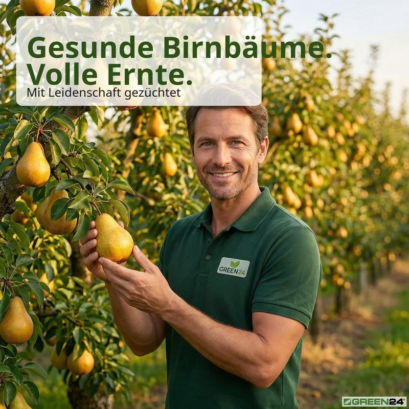Birnbaum-Dünger, Pyrus communis NPK Flüssigdünger für robusten Wuchs und reichhaltige Ernte 250 ml