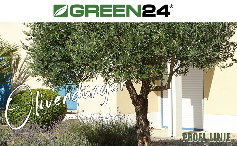 Oliven-Dünger – Spezialdünger für Olea europaea NPK | Für reiche Olivenernte & mediterrane Pracht | Ideal für Olivenbäume & Ölbäume