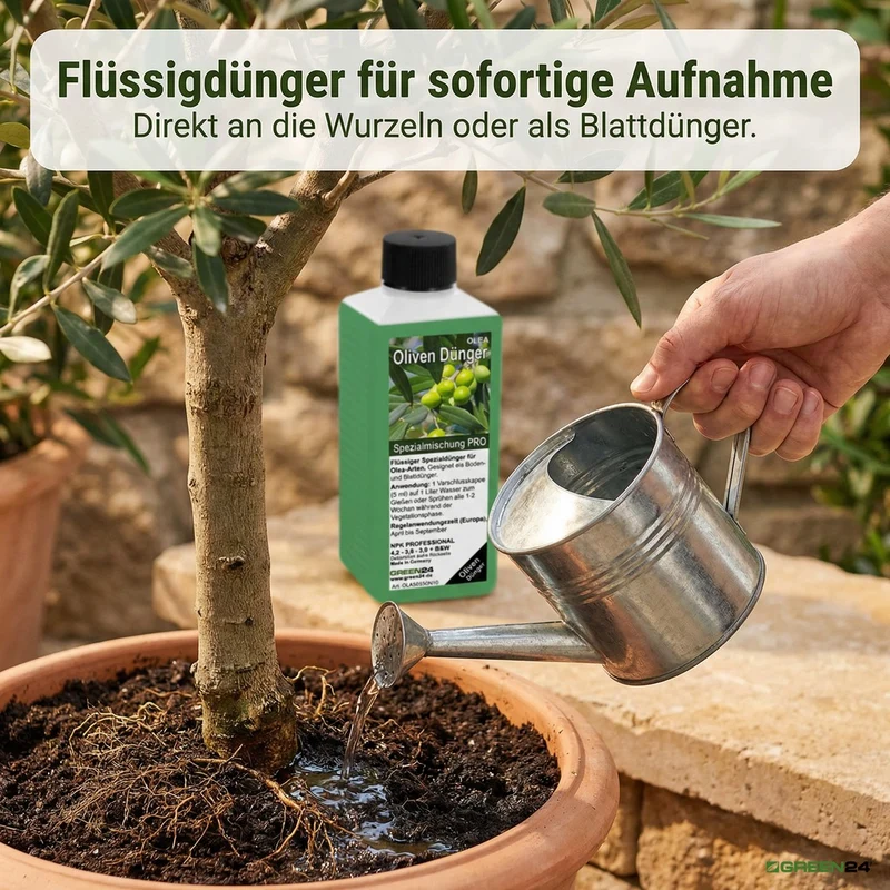Oliven-Dünger – Spezialdünger für Olea europaea NPK | Für reiche Olivenernte & mediterrane Pracht | Ideal für Olivenbäume & Ölbäume