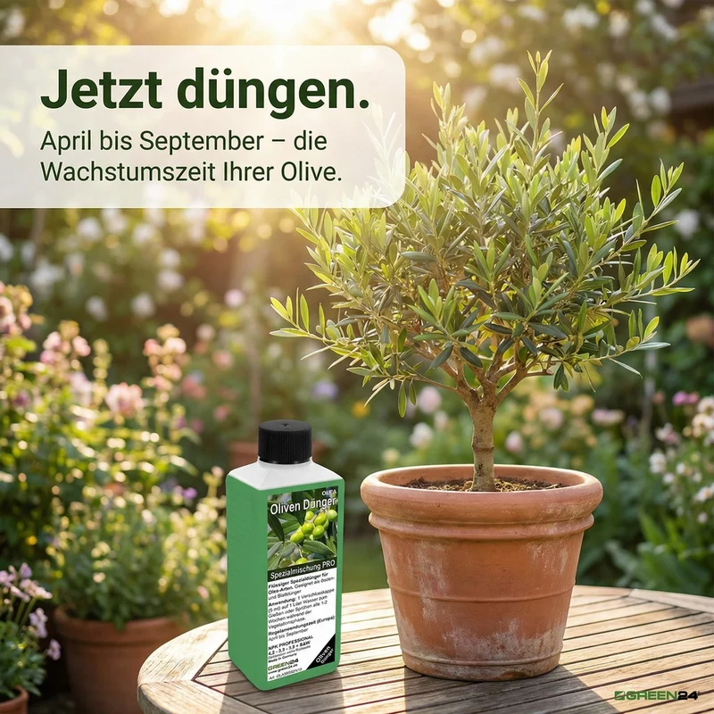 Oliven-Dünger – Spezialdünger für Olea europaea NPK | Für reiche Olivenernte & mediterrane Pracht | Ideal für Olivenbäume & Ölbäume