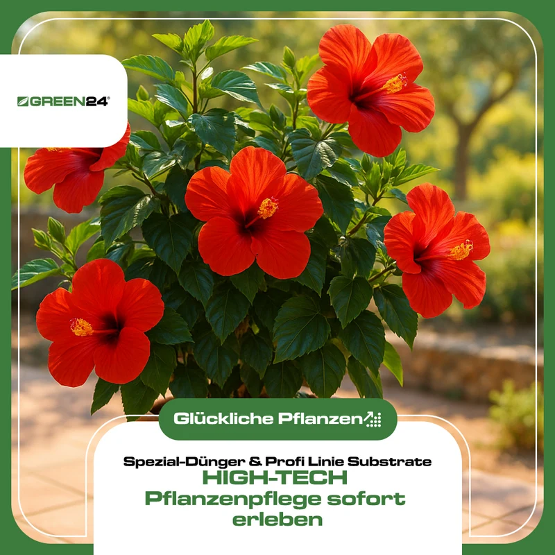 Hibiskus-Dünger