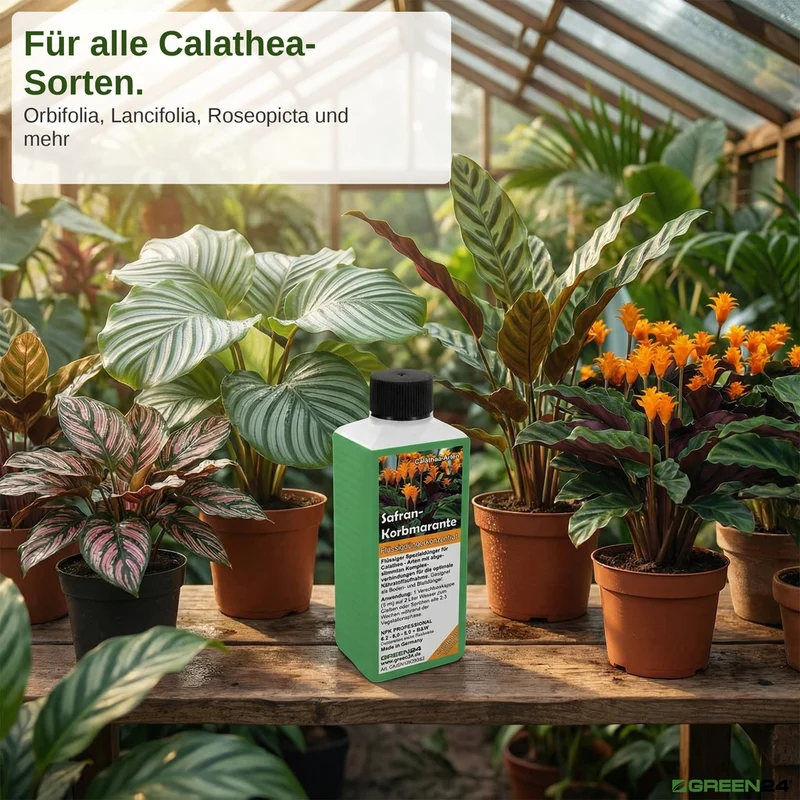 Calathea Crocata - Dünger (Safran-Korbmarante) - Mineralischer NPK Flüssigdünger 250ml