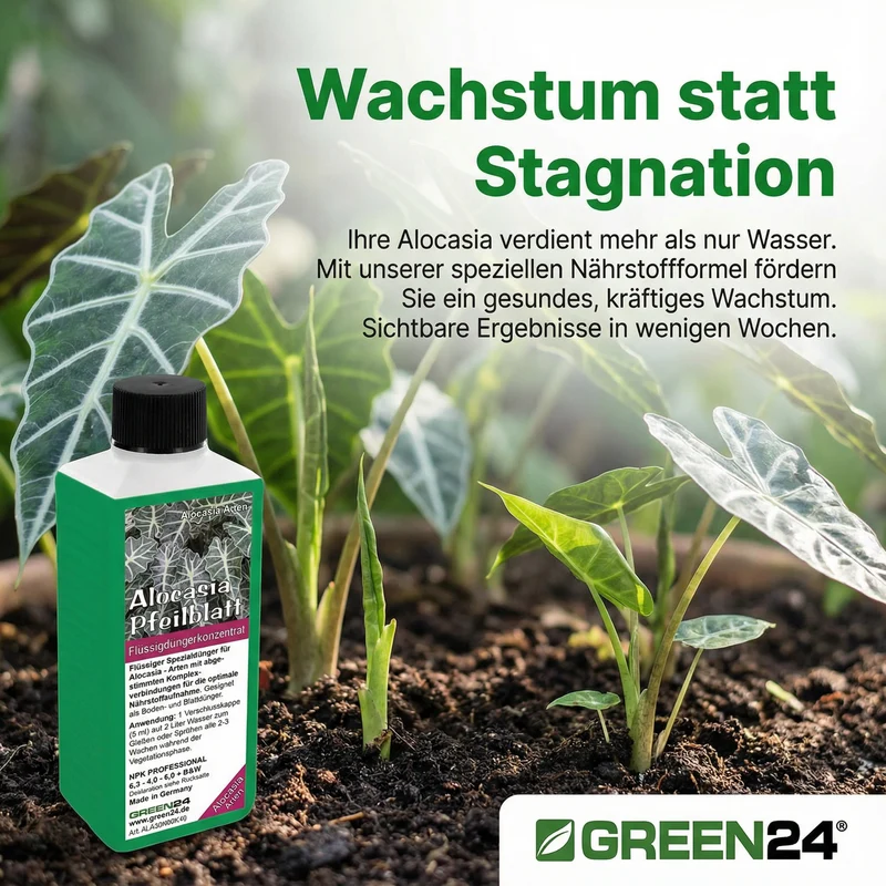 Alocasia Dünger 250 ml – Spezial-Flüssigdünger für Pfeilblatt & Elefantenohr