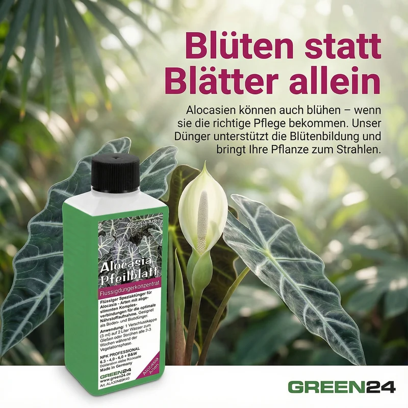 Alocasia Dünger 250 ml – Spezial-Flüssigdünger für Pfeilblatt & Elefantenohr