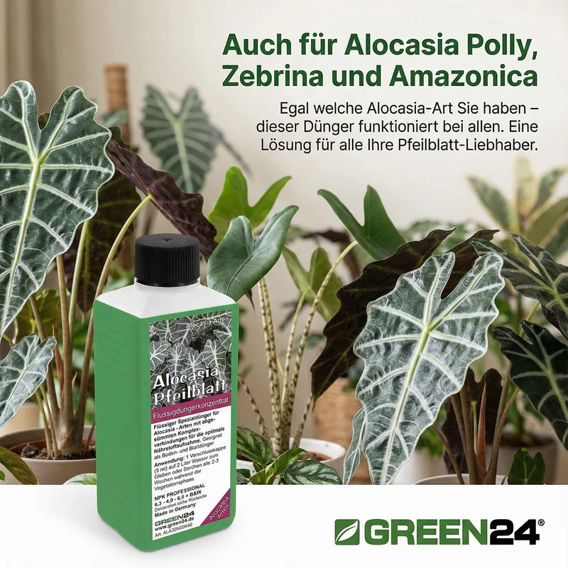 Alocasia Dünger 250 ml – Spezial-Flüssigdünger für Pfeilblatt & Elefantenohr