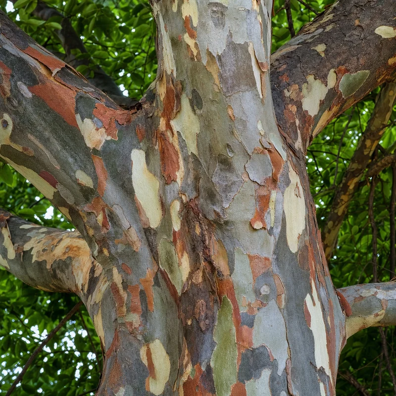 Parrotie Dünger – HIGH-TECH NPK Flüssigdünger für Parrotia persica, Eisenholzbaum & Eisenbaum – Perfekt für leuchtende Herbstfärbung & starkes Wachstum – Made in Germany