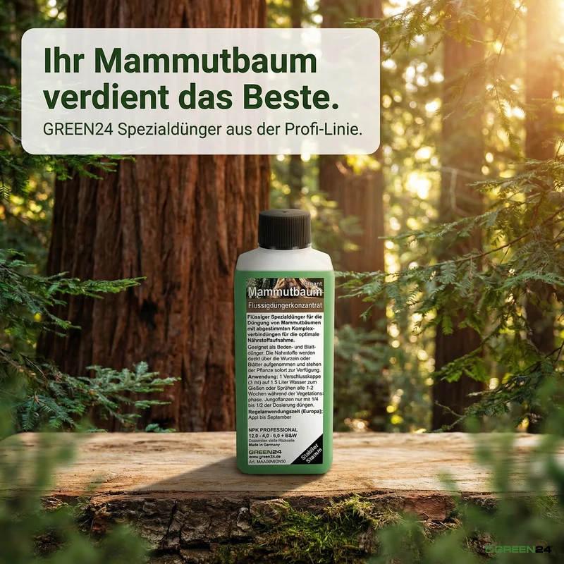 Mammutbaum-Dünger