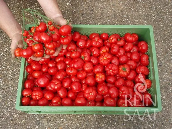 ReinSaat | Tomate 'Marglobe'