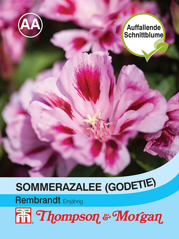 Thompson & Morgan | Sommerazalee Godetia 'Rembrandt'