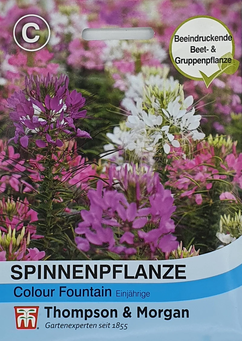 Thompson & Morgan | Spinnenpflanze Colour Fountain Mischung