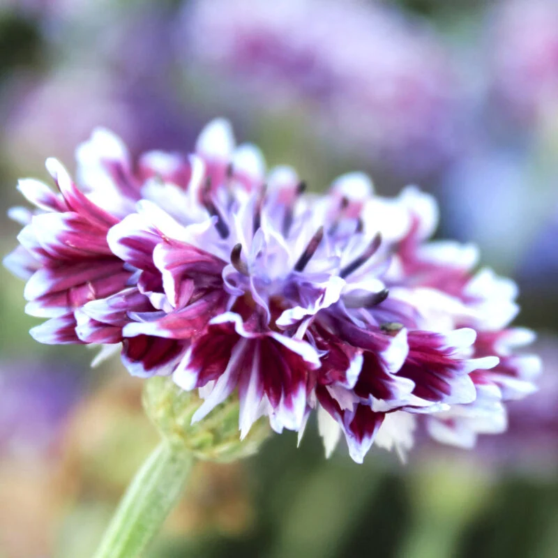 Jora Dahl | Centaurea ‘Classic Magic’ (Kornblume)