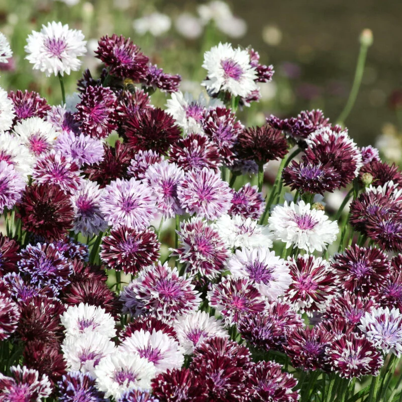 Jora Dahl | Centaurea ‘Classic Magic’ (Kornblume)