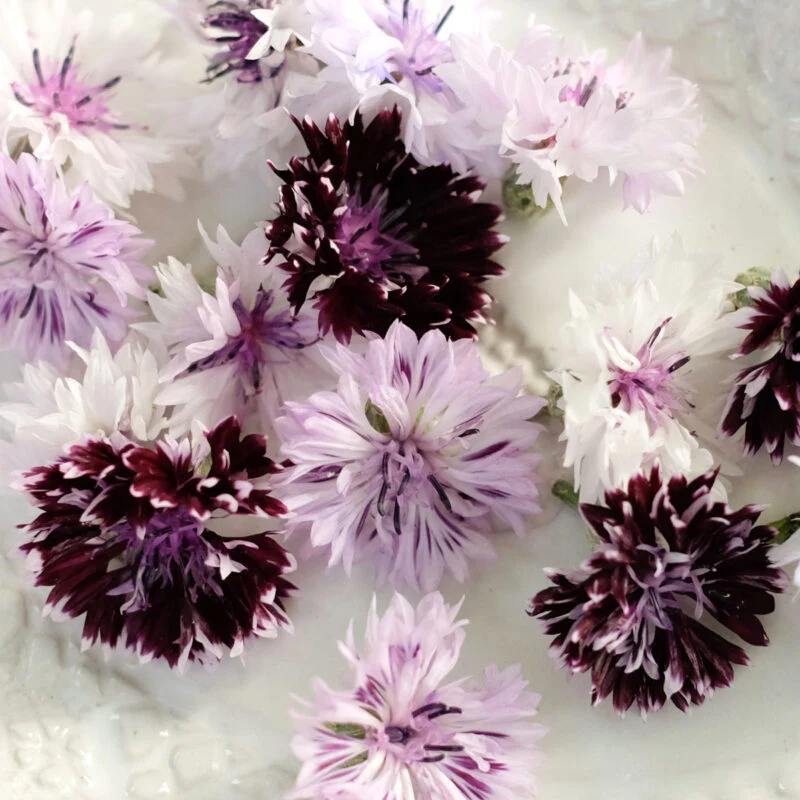 Jora Dahl | Centaurea ‘Classic Magic’ (Kornblume)