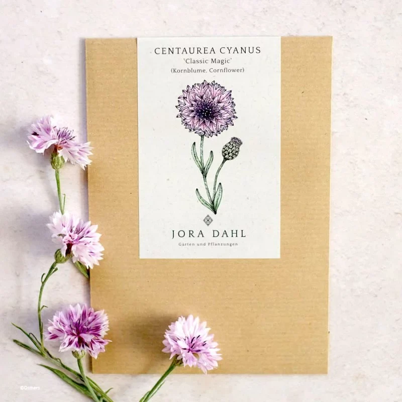 Jora Dahl | Centaurea ‘Classic Magic’ (Kornblume)
