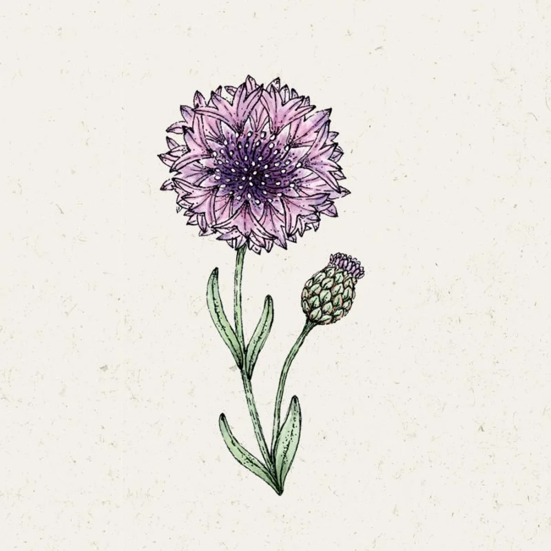 Jora Dahl | Centaurea ‘Classic Magic’ (Kornblume)