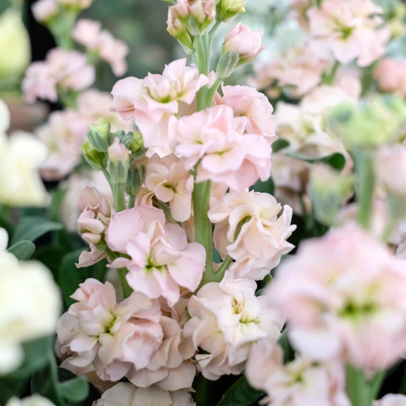 Jora Dahl | Matthiola Incana ‘Iron Apricot’ (Levkoje)
