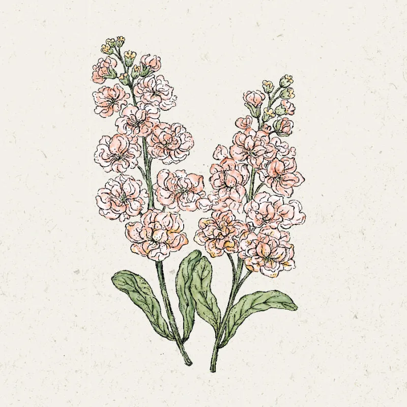 Jora Dahl | Matthiola Incana ‘Iron Apricot’ (Levkoje)
