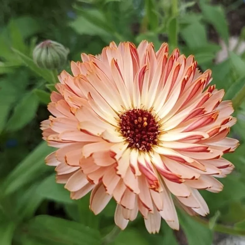 Jora Dahl | Calendula 'Bronze Beauty' (Ringelblume)