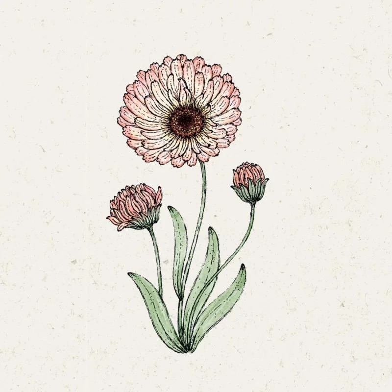Jora Dahl | Calendula 'Bronze Beauty' (Ringelblume)