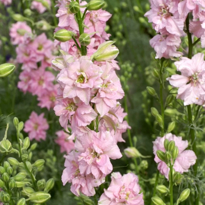 Jora Dahl | Delphinium consolida 'QIS Rose' (Rittersporn)