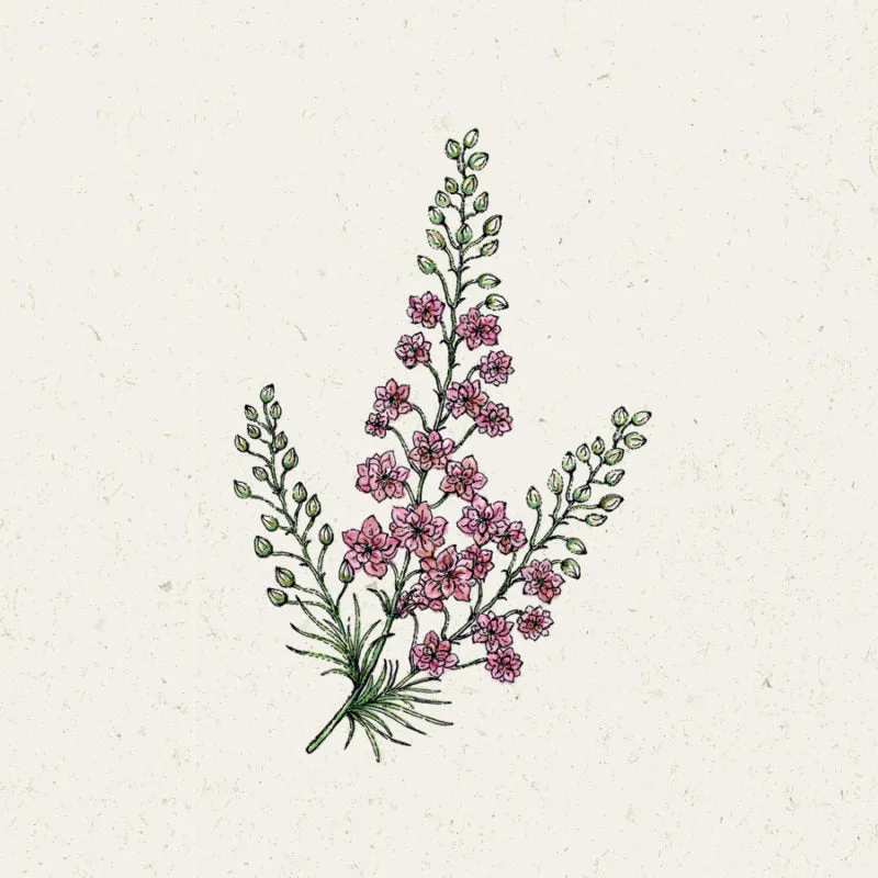 Jora Dahl | Delphinium consolida 'QIS Rose' (Rittersporn)