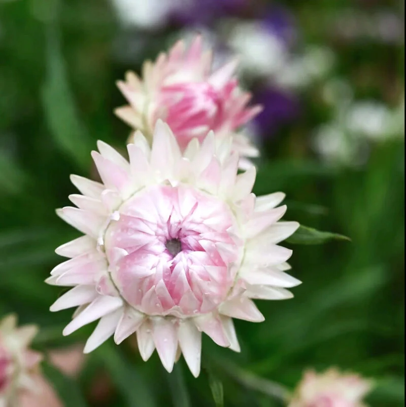 Jora Dahl | Helichrysum bracteatum ‘Silvery Rose’ (Strohblume)