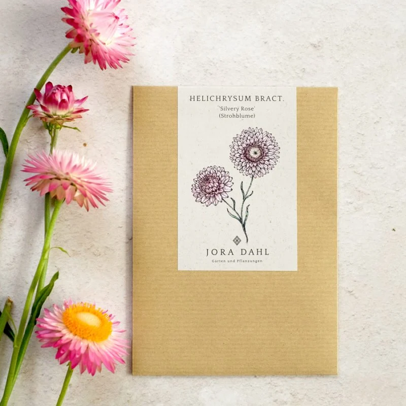Jora Dahl | Helichrysum bracteatum ‘Silvery Rose’ (Strohblume)