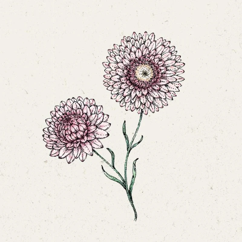 Jora Dahl | Helichrysum bracteatum ‘Silvery Rose’ (Strohblume)