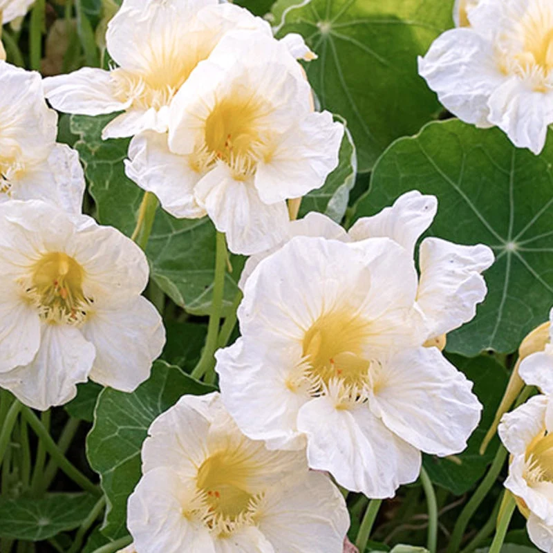 Jora Dahl | Tropaeolum majus ‘Milkmaid’ (Kapuzinerkresse)