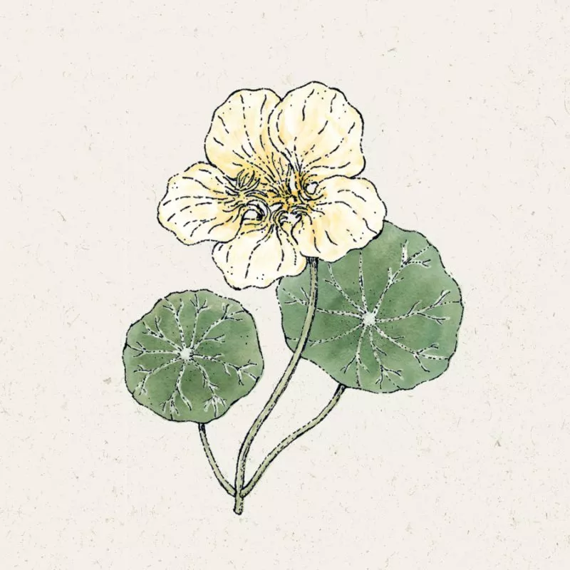 Jora Dahl | Tropaeolum majus ‘Milkmaid’ (Kapuzinerkresse)
