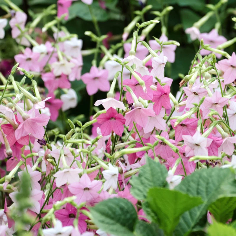 Jora Dahl | Nicotiana mutabilis ‘Marshmallow’ (Blütentabak)