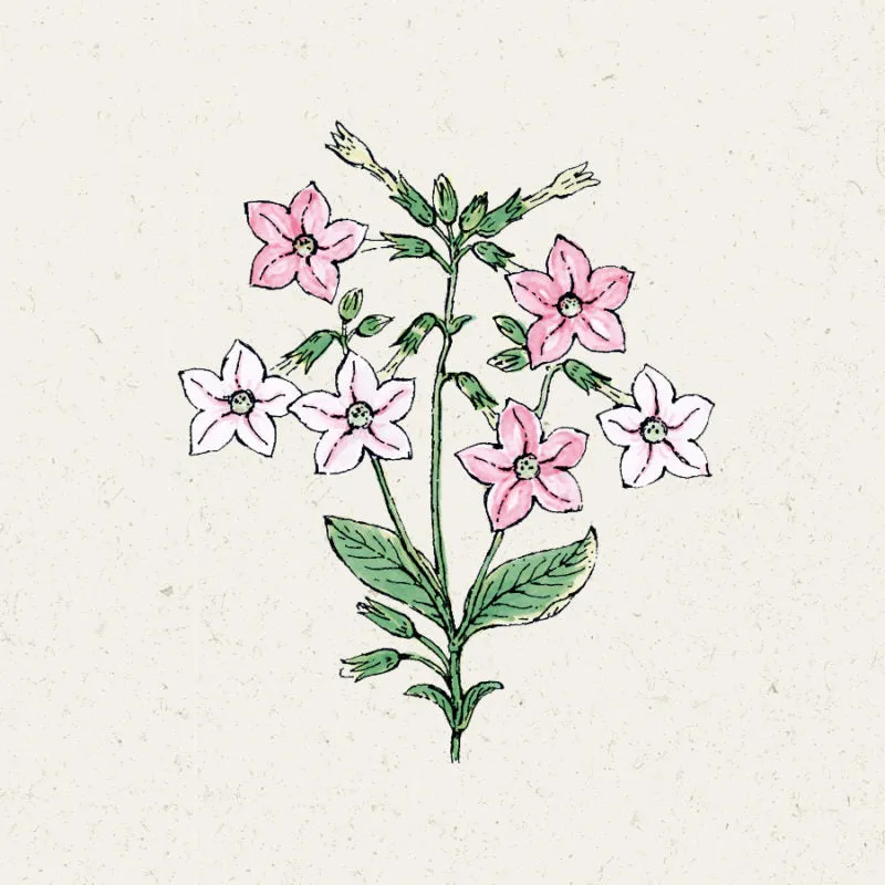 Jora Dahl | Nicotiana mutabilis ‘Marshmallow’ (Blütentabak)