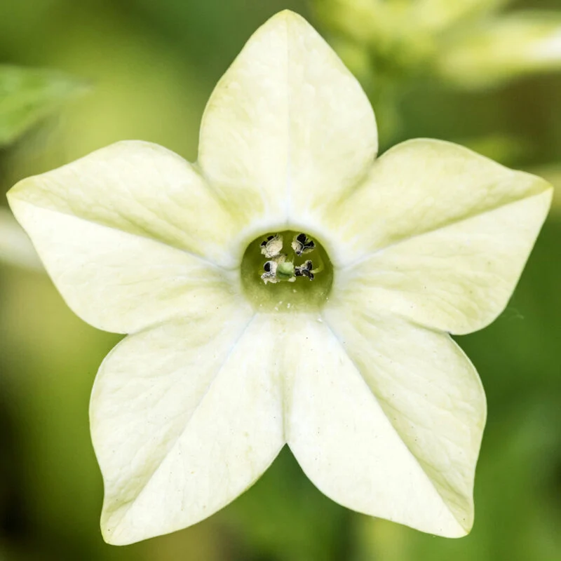 Jora Dahl | Nicotiana alata ‘Lime Green’ (Ziertabak)
