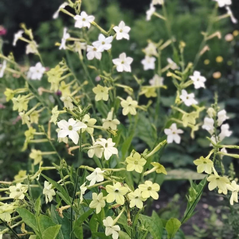 Jora Dahl | Nicotiana alata ‘Lime Green’ (Ziertabak)