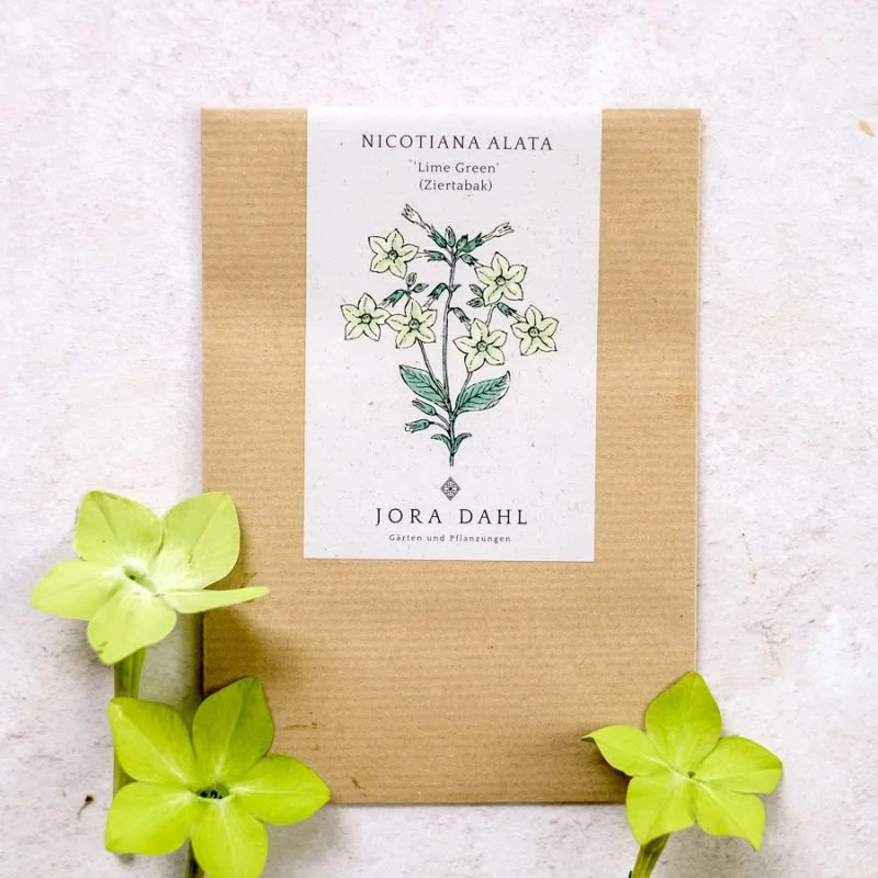 Jora Dahl | Nicotiana alata ‘Lime Green’ (Ziertabak)