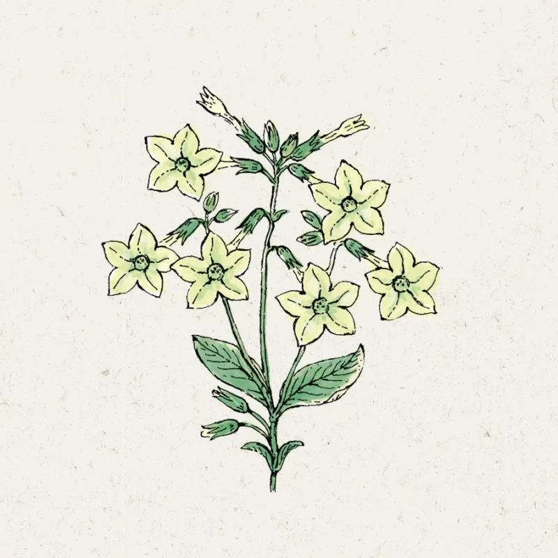 Jora Dahl | Nicotiana alata ‘Lime Green’ (Ziertabak)