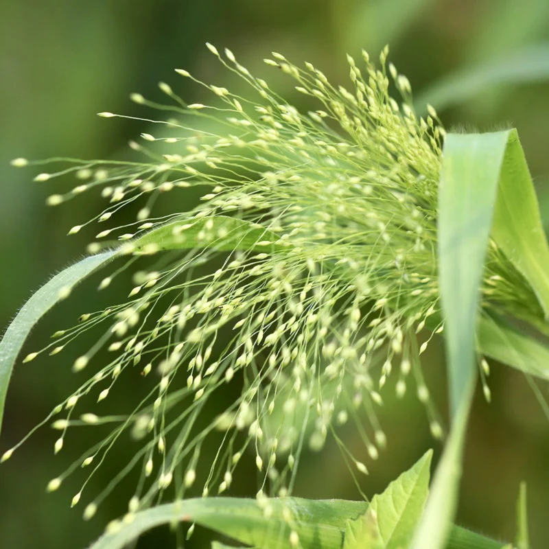 Jora Dahl | Panicum virgatum ‘Fontaine’ (Rutenhirse)