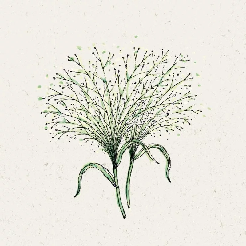 Jora Dahl | Panicum virgatum ‘Fontaine’ (Rutenhirse)