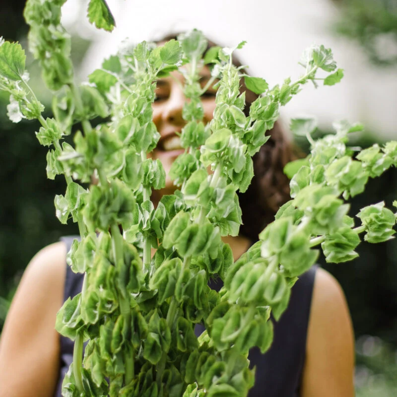 Jora Dahl | Moluccella laevis (Muschelblume)